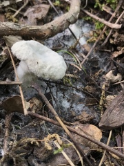 Hypomyces armeniacus