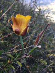 Calochortus clavatus
