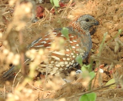 Callipepla douglasii