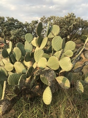 Opuntia robusta