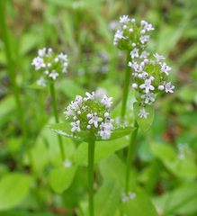 Plectritis congesta brachystemon