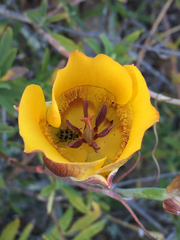 Calochortus clavatus