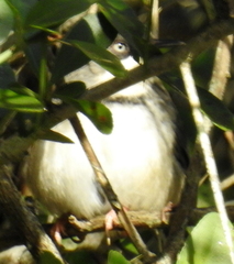 Apalis thoracica claudei