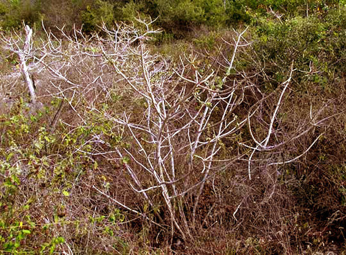 Jatropha gaumeri, photograph 6