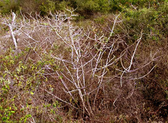 Jatropha gaumeri, photograph author not stated, no rights reserved