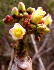 author not stated, no rights reserved Jatropha gaumeri, photograph author not stated, no rights reserved