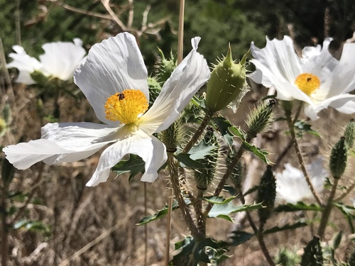 Argemone pleiacantha ssp. ambigua