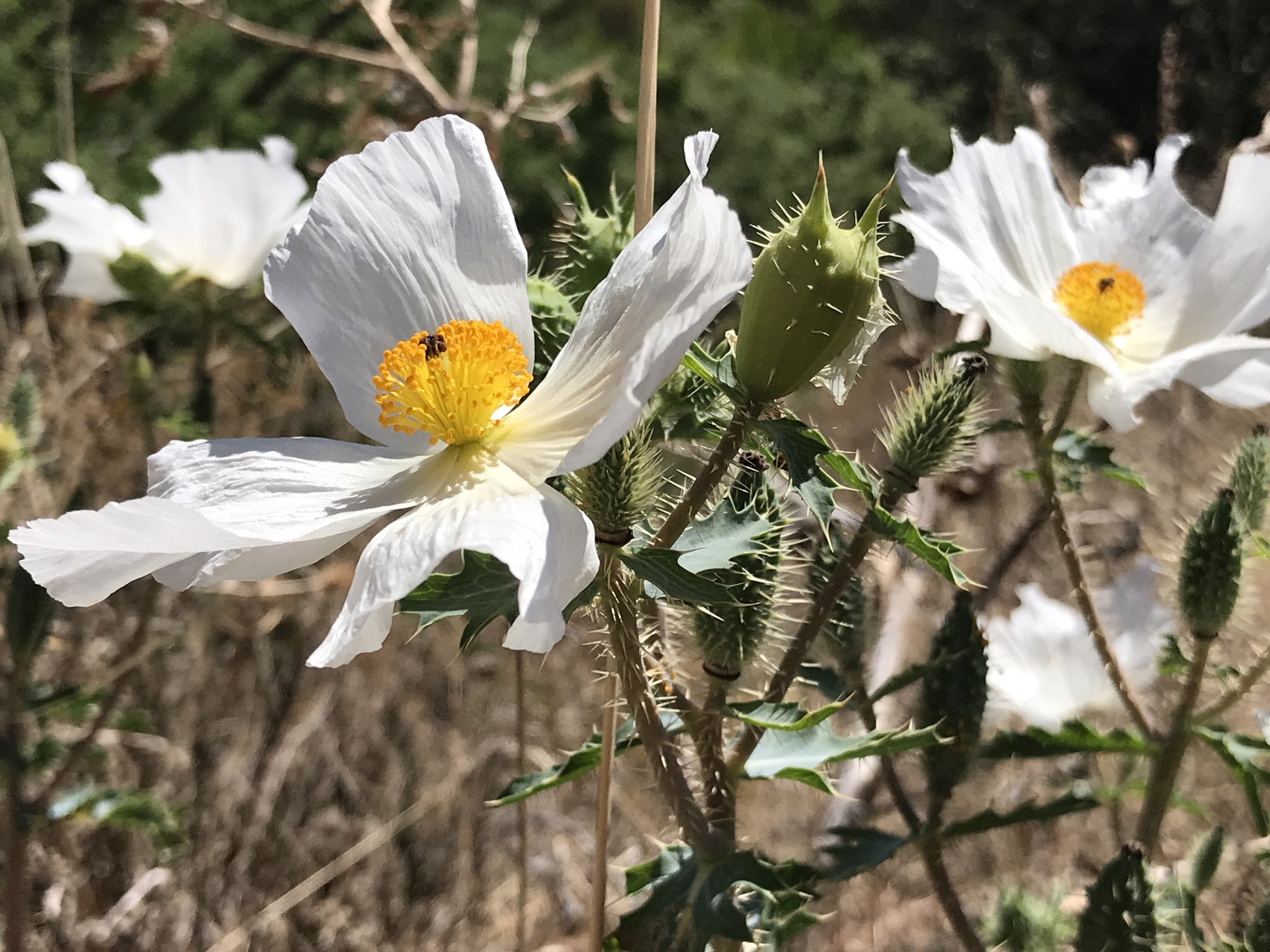 Argemone pleiacantha ssp. ambigua