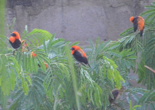 Black-winged Bishop
