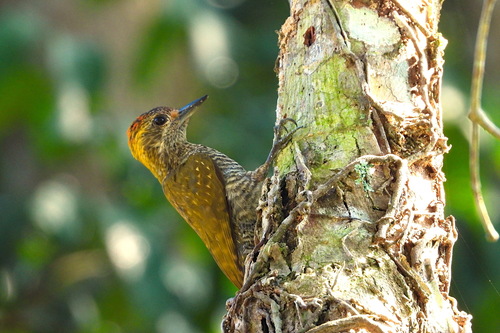 Veniliornis maculifrons (von Spix, 1824)