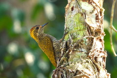 Yellow-Eared Woodpecker photo 1