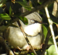 Apalis thoracica claudei