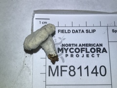 Hypomyces armeniacus