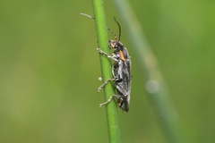 Cantharis obscura