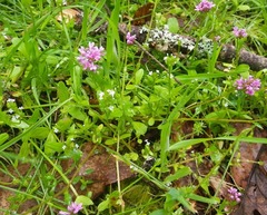 Plectritis congesta brachystemon
