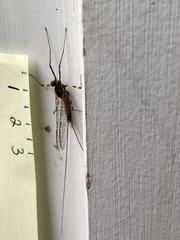 Rhithrogena germanica