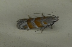 Battaristis vittella