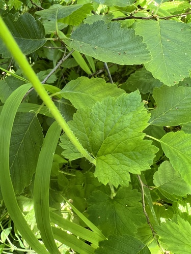 Tellima grandiflora