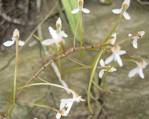 Angraecopsis lisowskii