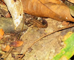 Tityus mattogrossensis