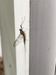 Rhithrogena germanica