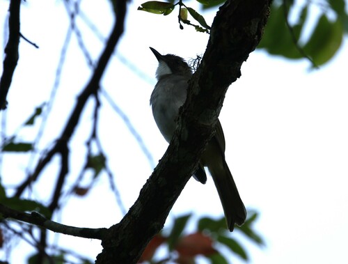 Cinereous Bulbul (Hemixos cinereus), photo 8