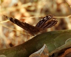 Myscelia ethusa ethusa