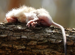 Heteromys pictus hispidus