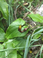 Aristolochia sempervirens