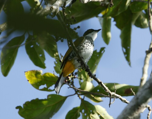 Scaly-breasted Bulbul (Rubigula squamata), photo 9