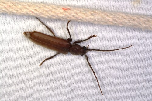 Rust Pine Borer photo 2