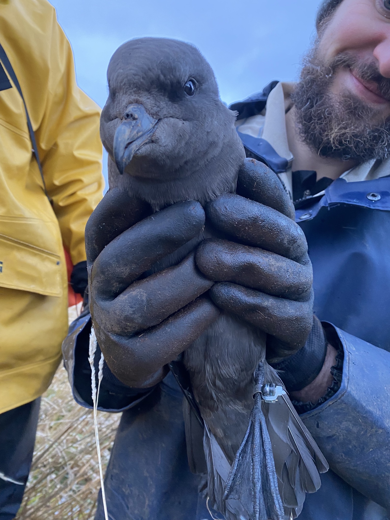 Great-winged Petrel (Pterodroma macroptera)