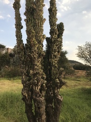 Cereus hildmannianus