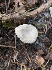 Hypomyces armeniacus