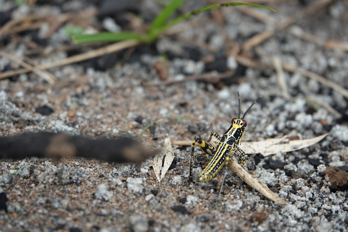 Variegated grasshopper