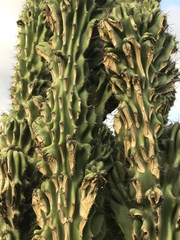 Cereus hildmannianus