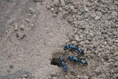 African stink ant