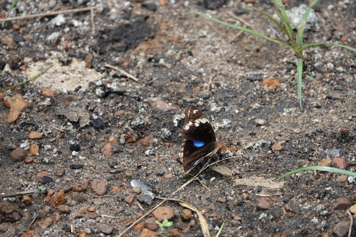 Blue-spot Pansy