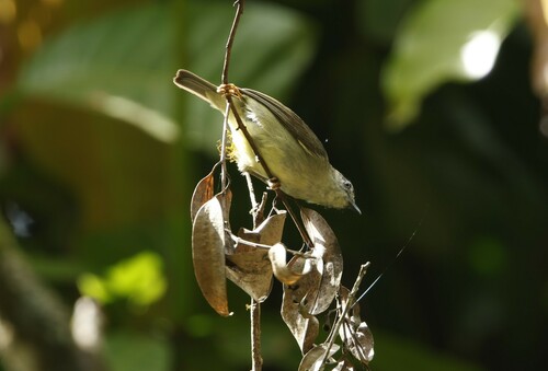 Pygmy Heleia (Heleia squamifrons), photo 4