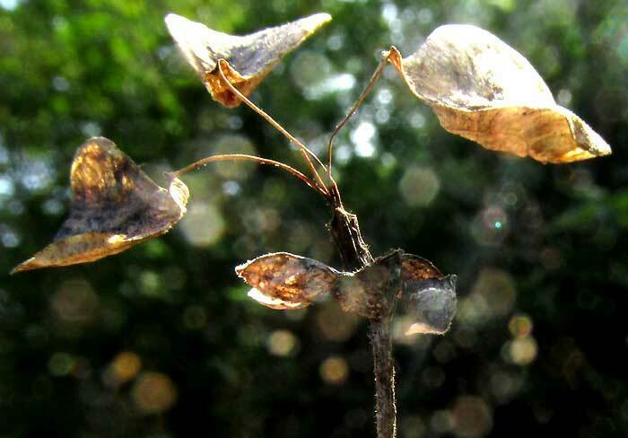 Jatropha gaumeri; photograph author not stated, no rights reserved
