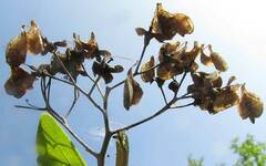 author not stated, no rights reserved Jatropha gaumeri, photograph author not stated, no rights reserved