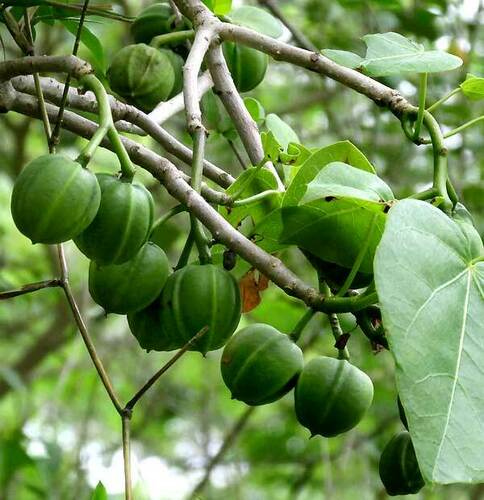 Jatropha gaumeri, photograph 3