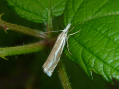 Crambus lathoniellus