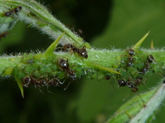 Lasius