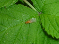 Diptera