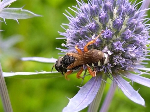 Lestica alata