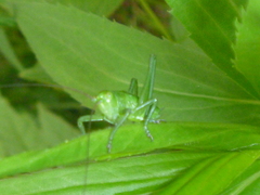Tettigonia