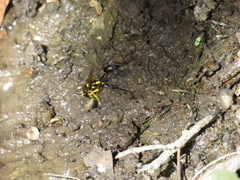 Sceliphron fistularium