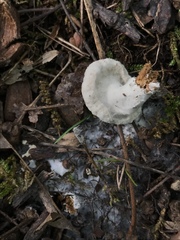 Hypomyces armeniacus