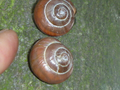 Cepaea nemoralis